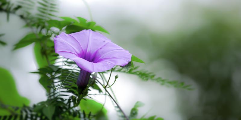 牵牛花是两性花吗（揭开牵牛花性别之谜）