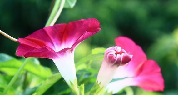 盛夏牵牛花开——赏花体验（追寻花的脚步）