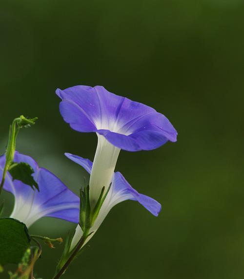 牵牛花的色彩缤纷（探秘牵牛花的多彩花色及其含义）