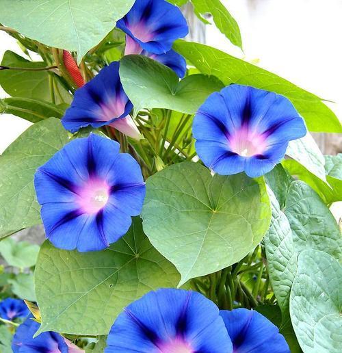 牵牛花的种类及特点（探秘牵牛花的花型）