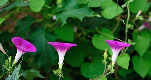 牵牛花——夏日鲜艳之美（生长环境）