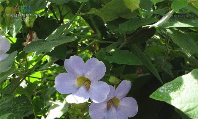 牵牛花不是双子叶植物（探究牵牛花的植物学特征）