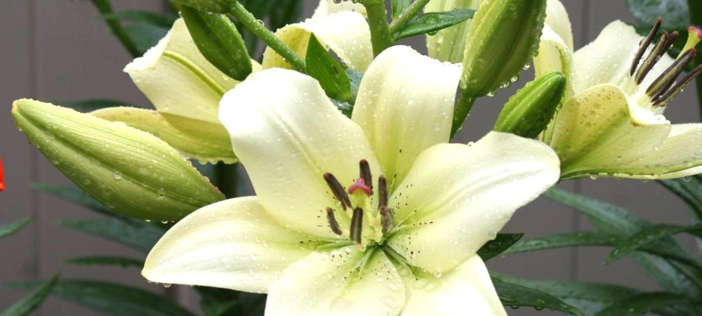 牵牛花是完全花吗（探究牵牛花的雄蕊和雌蕊）