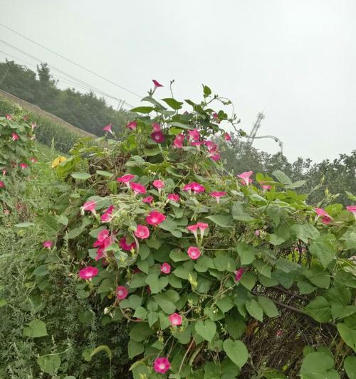 牵牛花的适生环境与养殖技巧（创建适宜牵牛花生长的环境）