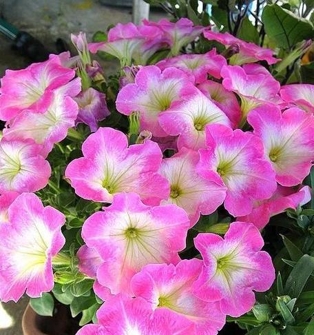 牵牛花喜水吗（探究牵牛花的生长环境及适应性）