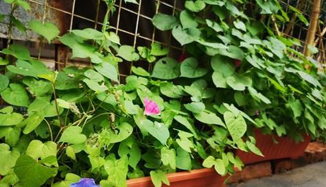 牵牛花喜阴还是喜阳（探究牵牛花的生态环境与生长习性）