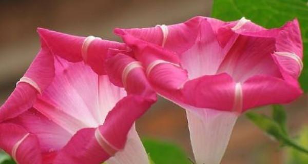 牵牛花叶片发黄的原因和处理方法（探究牵牛花叶片发黄的原因）