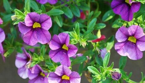 牵牛花的毒性及室内养护方法
