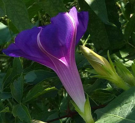 探索牵牛花的多彩世界（发现不同颜色的牵牛花之美）