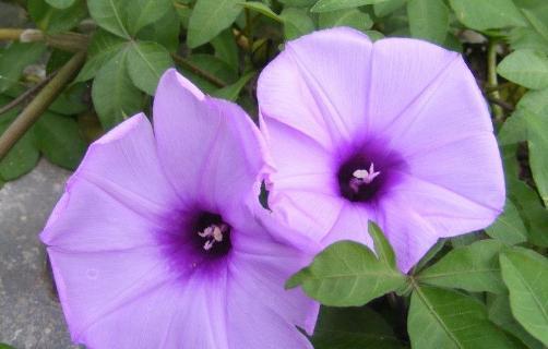 牵牛花的香味探究（探究牵牛花的香味成分和特点）