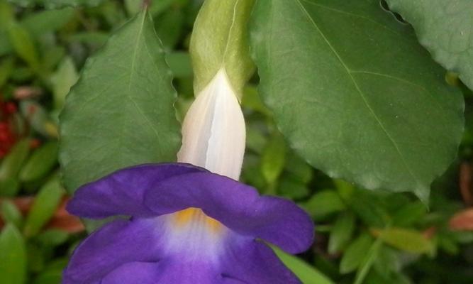 牵牛花的别名和特点（探寻牵牛花的诸多名字和形态特征）