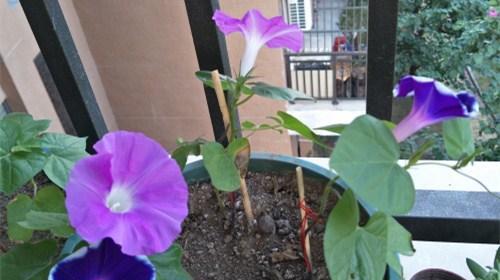 如何正确修剪牵牛花（牵牛花修剪方法及注意事项）