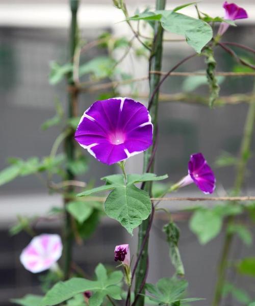 牵牛花的种植和栽培技巧（时机）