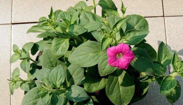 牵牛花种子的种植方法（从选种到成长的全程指南）