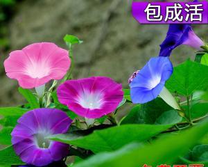 手把手教你种植牵牛花（从选种到收获）