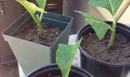 快速繁殖植物的扦插技巧（掌握这些技巧）