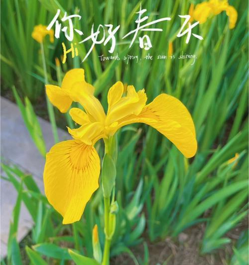 黄色鸢尾花的花语和寓意（鸢尾花之光）