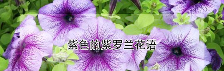 黄色紫罗兰花语（传递纯朴之美）