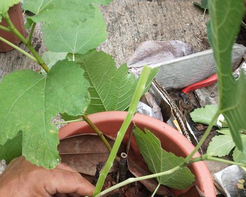 无花果芽接技术详解（掌握最佳时间和方法）