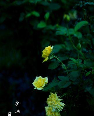 黄月季花语的魅力（探寻花海中的温暖与坚韧）