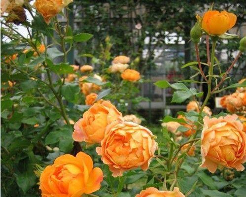 花开盛景，生命的希望（以黄月季花寓意为主题的文章）