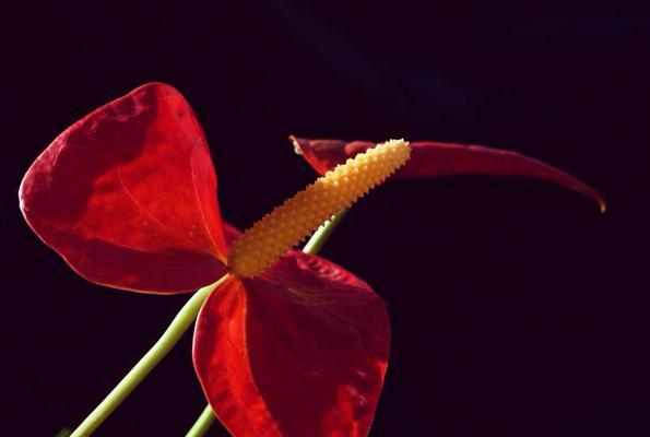 火鹤花（火鹤花语）