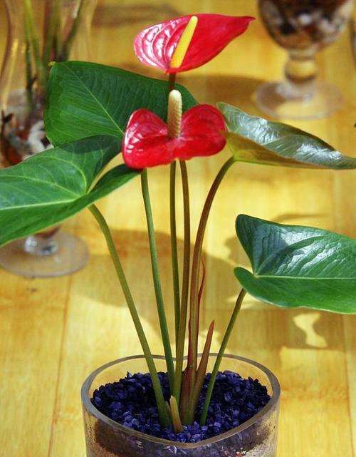 火鹤花（以火鹤花象征的寓意及其深远意义）