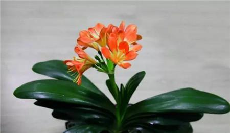 君子兰开花的美丽与象征意义（探索君子兰开花的传奇之旅）