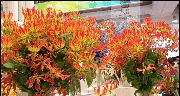 以嘉兰的花语（嘉兰花开）