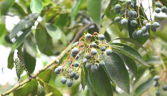 无患子——疾病预防的神奇植物（探秘无患子的营养价值和药用价值）