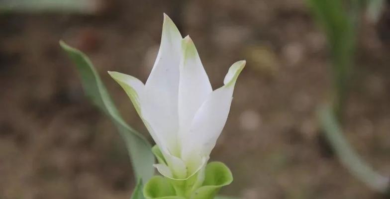 姜花的花语与寓意（揭示姜花所代表的情感与象征）
