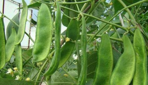 无架豆播种的最佳时机及种植技巧（掌握无架豆的生长规律）