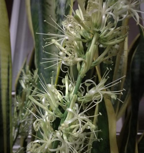 金边虎皮兰开花的寓意（美丽的花朵传递希望与繁荣）