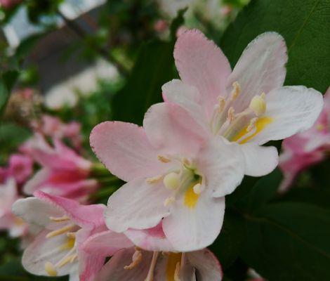 锦带花的花语之美（探索花海中的情感语言）