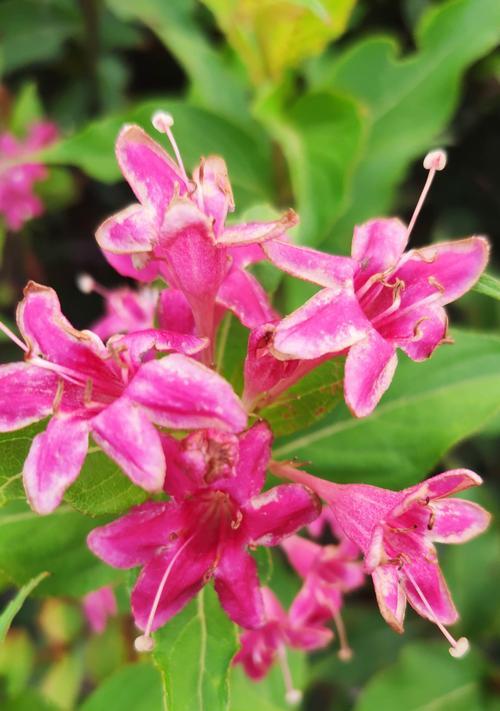 解读锦带花花语的深意（以锦带花为纽带的情感诠释）