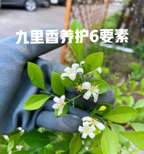 九里香的花语与意义（传递爱与美的九里香）