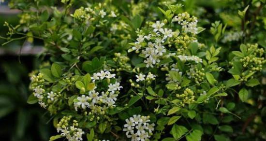 九里香花语与寓意的世界（探寻九里香花语的奥秘与深意）
