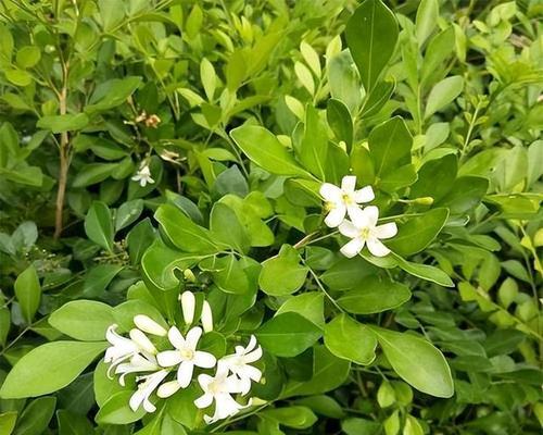 九里香花语的深层寓意（探寻九里香花语的诗意与禅意）