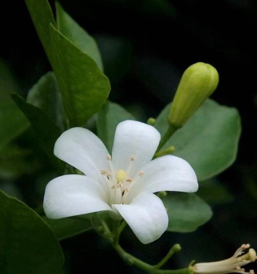 九里香——传递美好寓意的花卉之选（芳香满园）