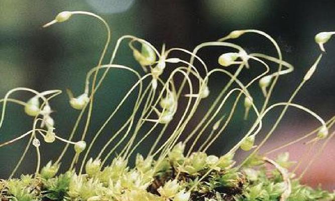 探究无性生殖的植物世界（揭开植物无性生殖的神秘面纱）