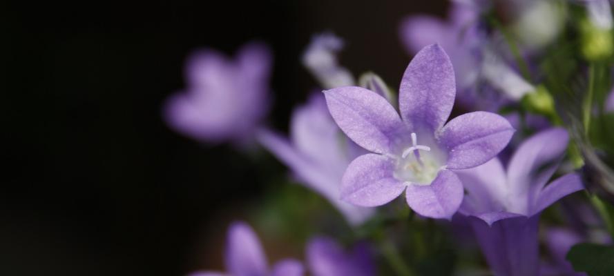 桔梗花（传递爱与坚定的桔梗花语）