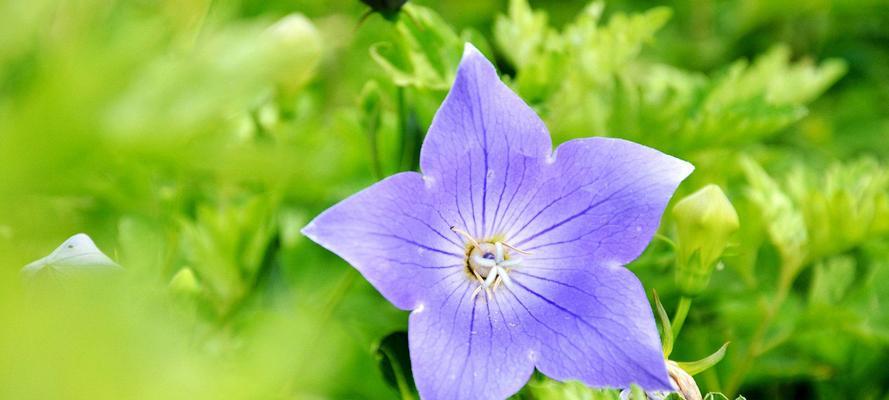 桔梗花语的象征意义（用桔梗花诠释美好的寓意）