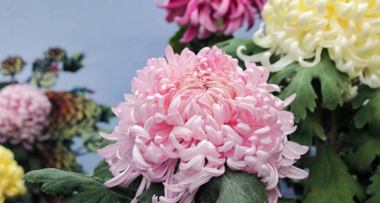 菊花的象征意义与文化内涵（菊花的美丽故事和深刻寓意）