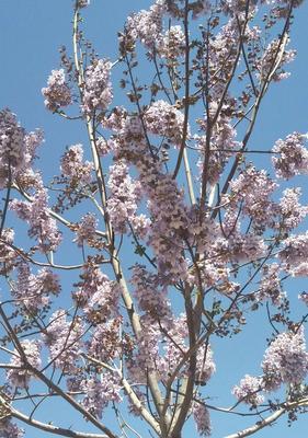 梧桐开花结果的时间和特点（春季开花、秋季结果）