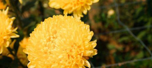 菊花（丰富多彩的菊花世界）