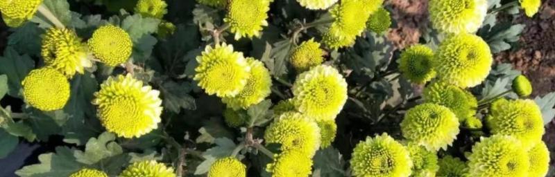 菊花的象征意义（从花卉语言到文化符号的转变）