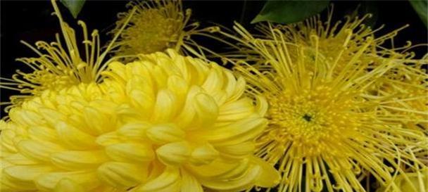 菊花的寓意与花语（探索菊花的意义与象征）