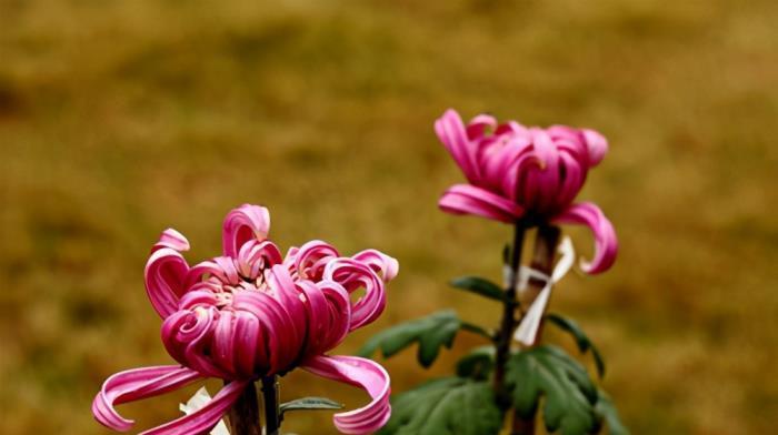 菊花的寓意与象征（菊花的美丽与哲学）