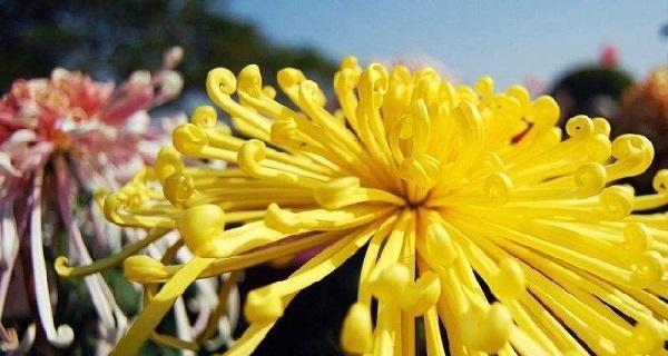 菊花的花语及意义（探寻菊花所代表的情感与寓意）