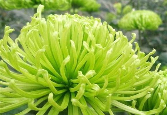 菊花花语与寓意——解读菊花的十五种含义（菊花的美丽外表下隐藏的深刻内涵）